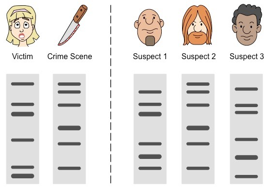 Crime DNA